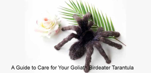 Goliath Birdeater Tarantula
